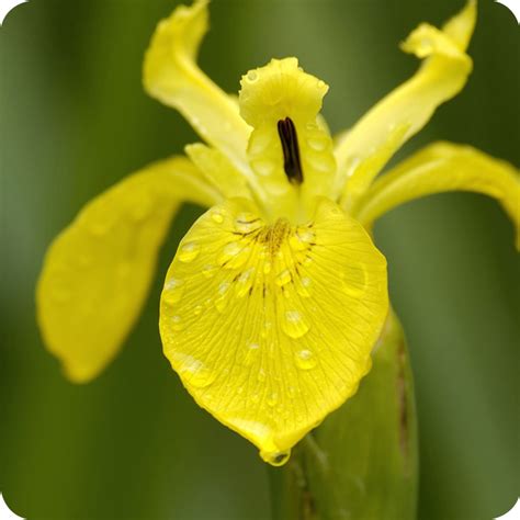 Yellow Flag Iris Pseudacorus Plug Plants