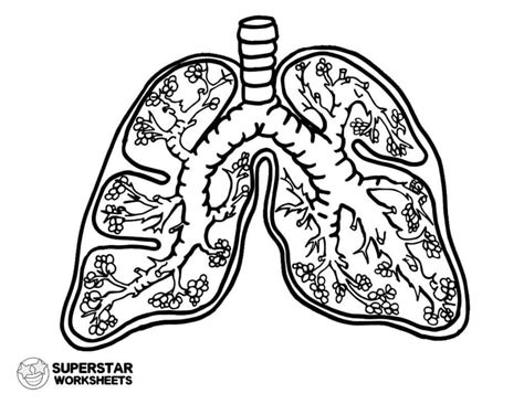 Some of the coloring page names are anatomy coloring lung anatomy coloring respiratory system 335935 anatomy, body organs lungs coloring coloring, lung coloring i heart guts, human lungs work coloring, coloring lungs coloring, coloring lungs coloring, respiratory system coloring coloring trend medium size parts of the respiratory system, body. Pin on journal