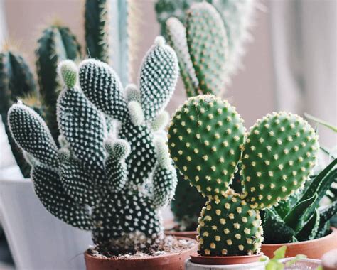 The average cacti prioritize survival so that it can endure the these don't produce energy like leaves do for other plants. How to Repot a Cactus Plant (Beginners Guide) | Cactus ...