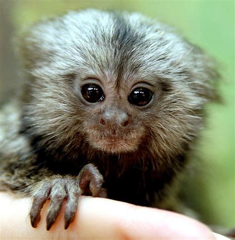 Baby Marmoset Cute Baby Animals Marmoset Monkey Pygmy Marmoset