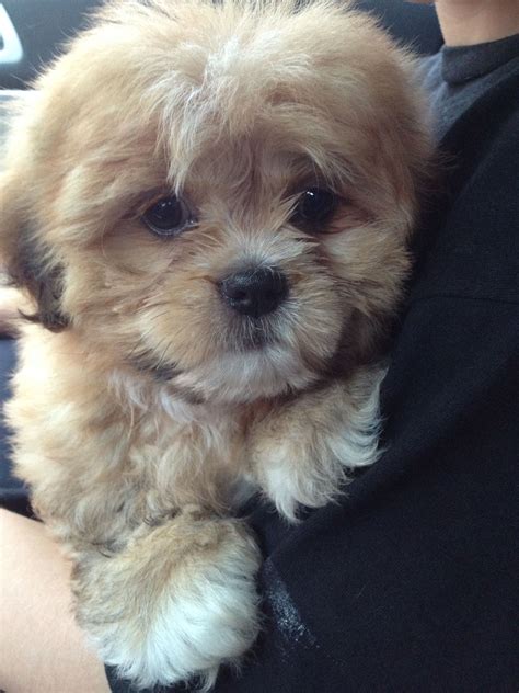 Teddy Bear Puppies For Sale In Iowa Cheap Puppies For Sale