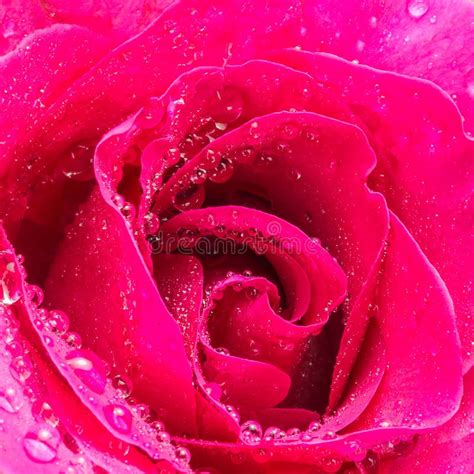Beautiful Pink Rose Flower Close Up And Water Drops Stock Photo Image