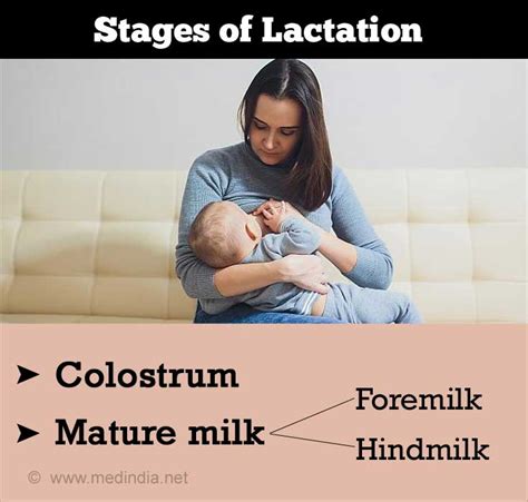 What Are The Different Stages Of Lactation