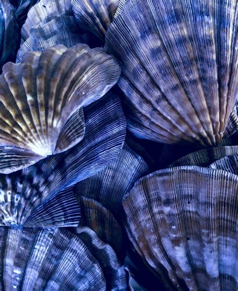Clam Shell Background Free Stock Photo Public Domain Pictures