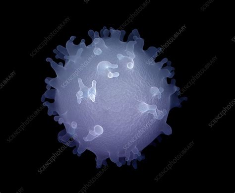 Monocyte White Blood Cell Sem Stock Image C0124963 Science