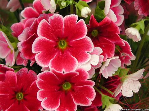 This fall start your floral designs with afloral. Desktop Wallpapers » Flowers Backgrounds » Dark Red ...