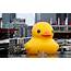 Giant Duck Lights Up Sydney Festival  Metro News