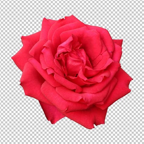 Premium Psd Red Rose Flower Isolated Rendering
