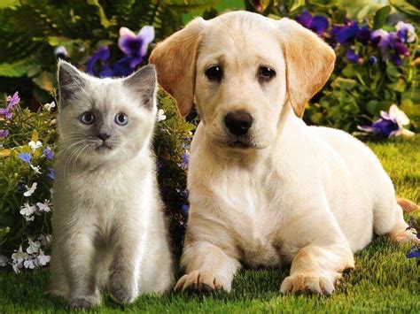 Puppies And Kittens Wallpapers Wallpaper Cave