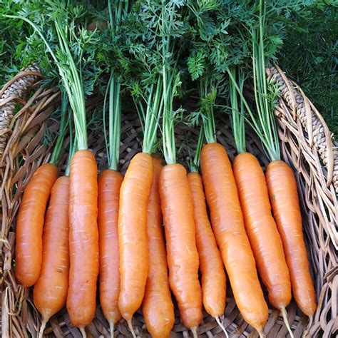 Napoli F1 Untreated Carrot Seeds Osborne Hybrid Farm Seed Company