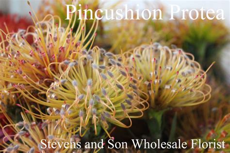Pincushion Protea Stevens And Son Wholesale Florist