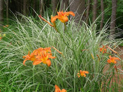 Daylilies And Grasses Unbeatable Day Lilies Daylilies Grass