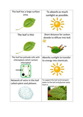 Photosynthesis Adaptation Card Sort Teaching Resources