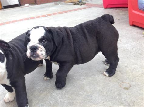Cute Female Akc Black Seal English Bulldog For Sale In Los Angeles