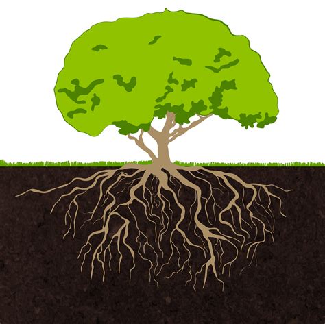Color Tree And Roots Vector Illustration High Res Vec