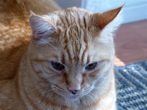 Orange Tabby Cat Face Free Stock Photo Public Domain Pictures