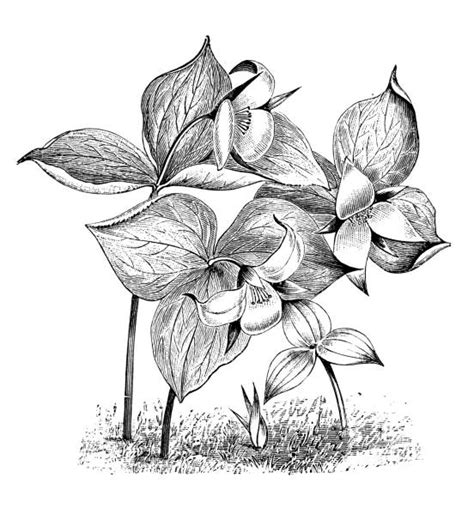 Top 60 Trillium Flower Clip Art Vector Graphics And Illustrations Istock