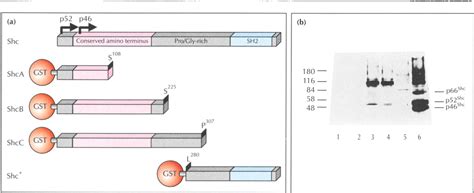 Figure 2 From A Conserved Amino Terminal Shc Domain Binds To