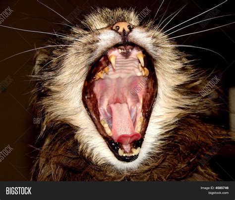 Cat Mouth Wide Open Image And Photo Bigstock