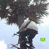 Palm Climbing Equipment Images