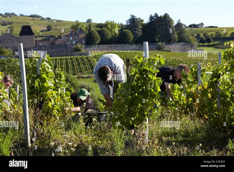 Wine Harvest In France Stock Photo Alamy