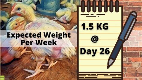 expected broiler weight per week and how to get it guidefreak
