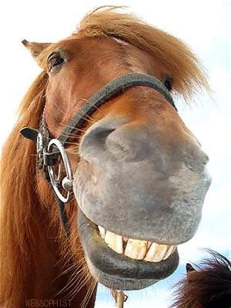 365 Best Smiles And Laughs Images In 2019 Smiling Animals Laughing