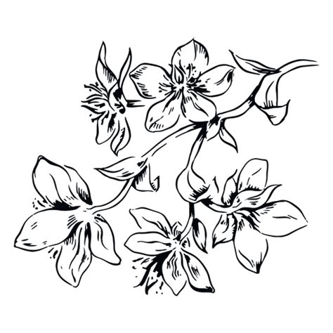 Flores Rama Ilustración En Blanco Y Negro Descargar Pngsvg Transparente