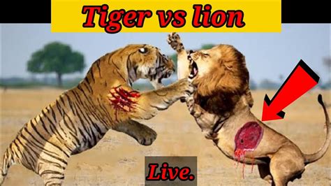Tiger और Lion के बीच युद्ध । Tiger Vs Lion Live Video। Youtube Trending Youtube