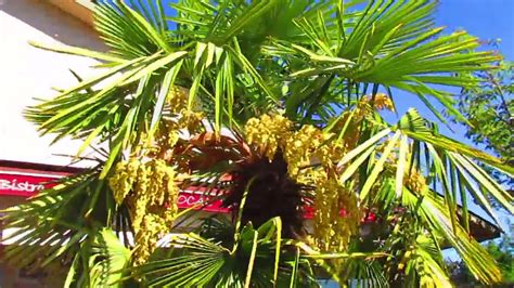 Palm Trees With Yellow Blooms Youtube
