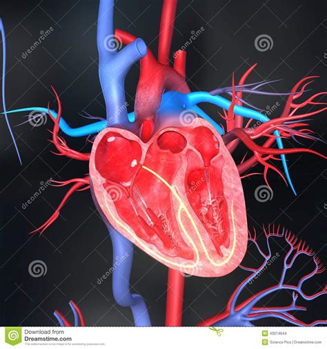 Human Heart Stock Illustration Image 43014644