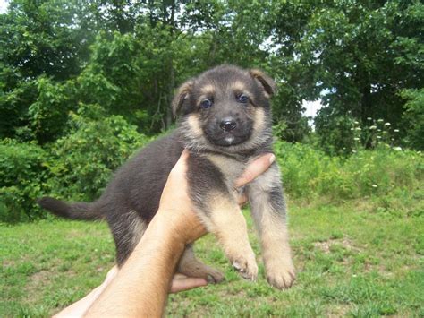 Her color is mainly black , she has a small spot of white on her chest. German Shepherd Puppies For Sale | Springfield, MO #139671