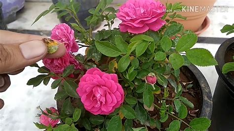 Rose Flower Gardening Tips In Hindi Best Flower Site