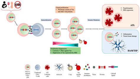 Ijms Free Full Text Htlv 1 Infection And Pathogenesis New Insights