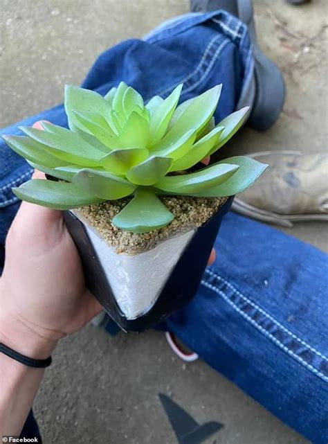 Dedicated Plant Owner Waters Her Fake Succulent Every Day For Two Years