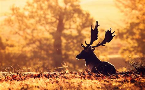 Hintergrundbilder Sonnenlicht Hirsch Tiere Tiefenschärfe