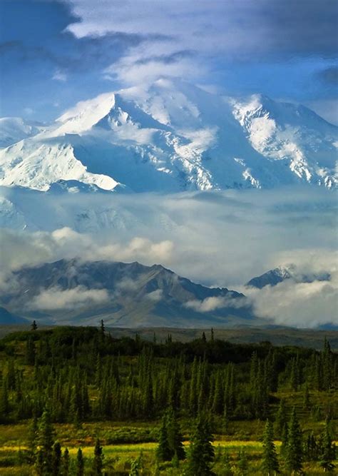Denali National Park In June A Time Of Wonder And Waking Wildlife
