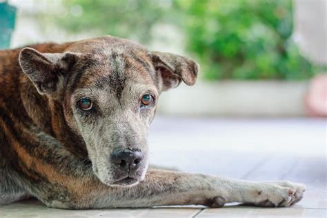 Chronic kidney disease (ckd)—or chronic renal failure (crf), as it was historically termed—is a term that encompasses all kidney disease is the ninth leading cause of death in the united states. Renal Failure in Dogs: Main Causes of Kidney Disease