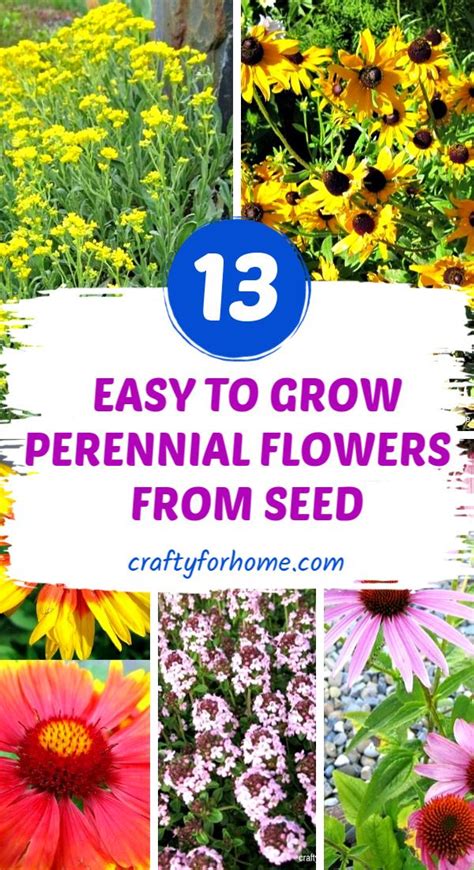 Plant These Low Care And Easy To Grow Perennial Flowers From Seed That
