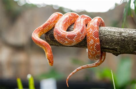 Discover The Top 8 Most Venomous Florida Rat Snakes