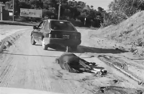 Knackered Horse Dragged Behind Cruel Motorist Collapses