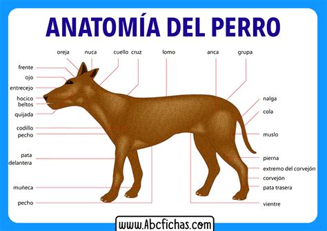 Anatomia Y Partes De Un Perro Abc Fichas