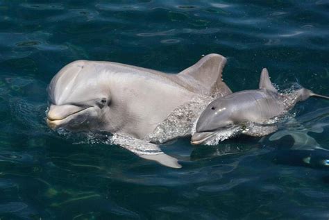 Bottlenose Dolphins Found With Record High Levels Of Mercury Key