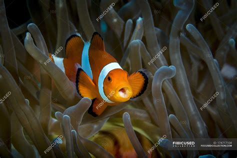 False Clownfish In Host Anemone — False Clown Anemonefish Symbiosis