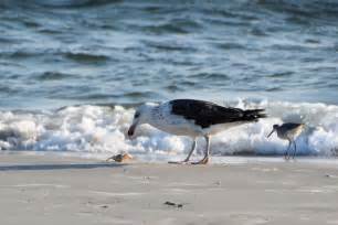 A Look Back At Nesting Season On The South End Of Wrightsville Beach