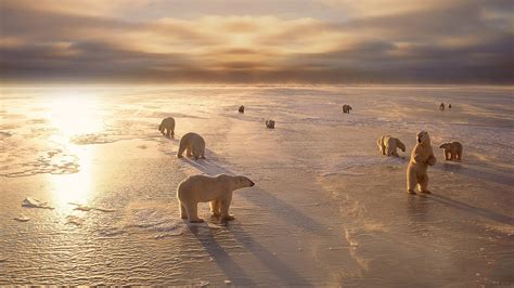 Animals Bears Polar Bears Arctic Winter Seasons Ice