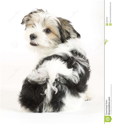 Small Longhaired Mixed Dog 16 Weeks Maltese And Yorkshire Terrier