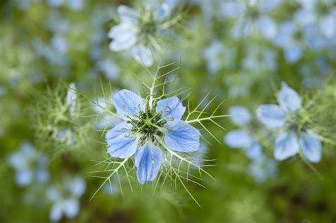 Codes for to send flowers on facebook. Virtual flowers for the NHS | Kew