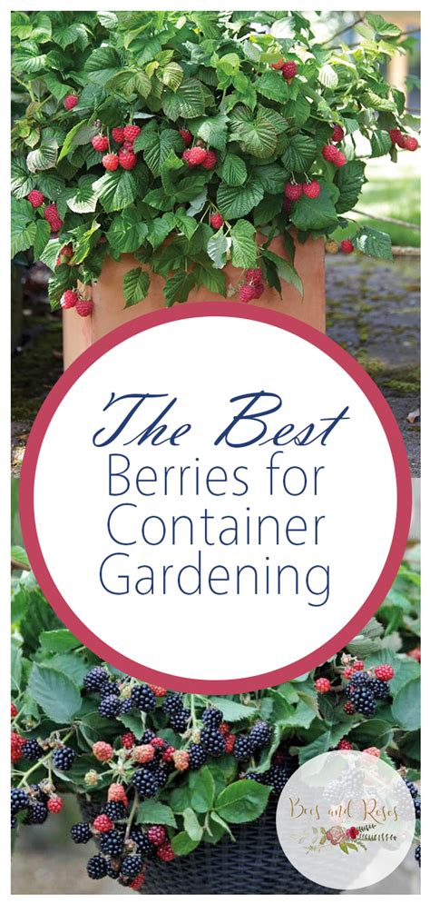 The Best Berries For Container Gardening ~ Bees And Roses