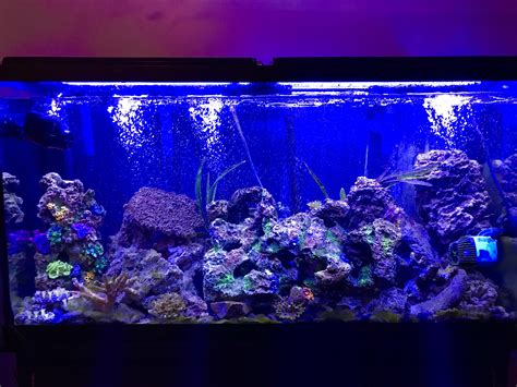60 Gallon Saltwater Fish Only Tank After Deep Clean Today Raquariums